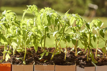 Green tomato seedlings growing in paper milk packages