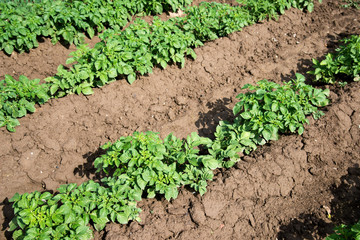 Rows of young potato plants on the field