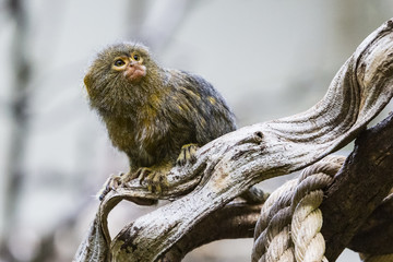 Pygmy Marmoset (Cebuella pygmaea)