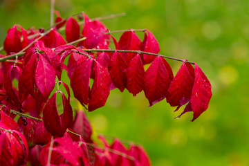 Burning Bush (Euonymus alatus), aka winged spindle, winged euonymus, Dulwich Park, London, England,...