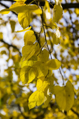 Black Poplar (Populus nigra), Dulwich Park, London, England, United Kingdom