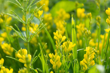 Flowers yellow Genista tinctoria