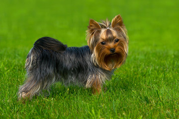 The Yorkshire terrier stands on the green grass.