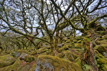 alte Bäume im Wistman's wood