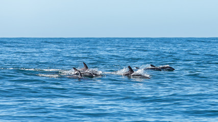 Delfine in Kaikoura in Neuseeland (New Zealand)