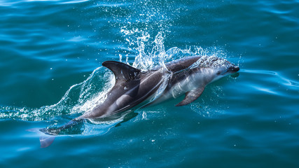 Delfine in Kaikoura in Neuseeland (New Zealand)