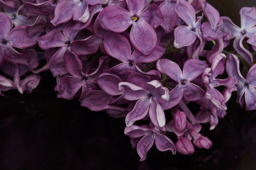 Fototapeta premium Blooming lilac. A bright lilac isolated on a black background.