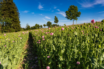 Fototapeta na wymiar path through pink blooming opium poppy (Papaver somniferum) field