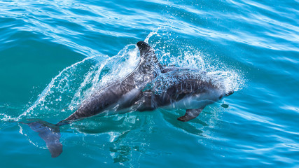 Delfine in Kaikoura in Neuseeland (New Zealand) © Foto-Jagla.de