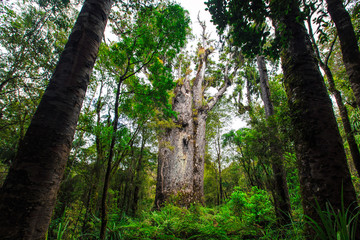 Kauribaum in Neuseeland (New Zealand)
