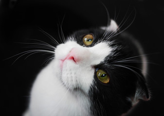 scottish fold & persian