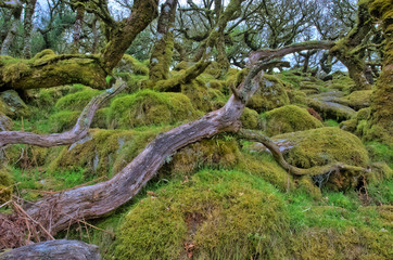 alte Bäume im Wistman's wood