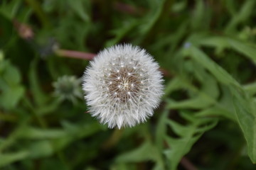 Dandelion 