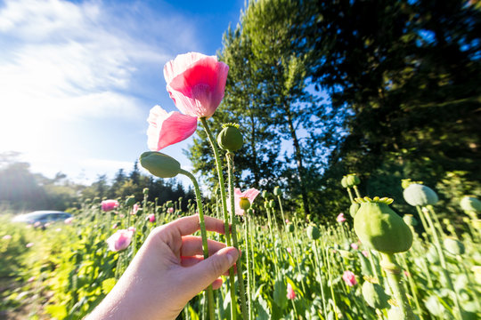 hand picking pink blooming opium poppy (Papaver somniferum) in field