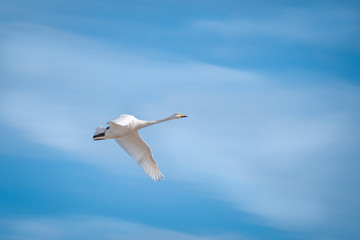 Beautiful white swan flying against blue sky