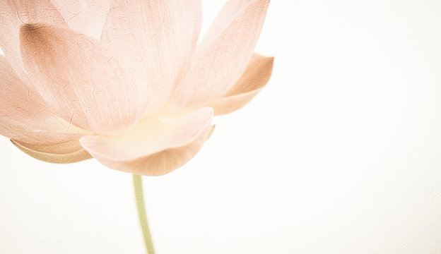 Fototapeta sweet color lotus in soft color and blur style on mulberry paper texture  