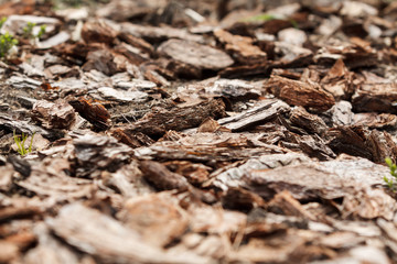 Crushed tree bark texture background closeup. Shredded brown tree bark for decoration and mulching or for playground.