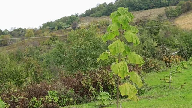Young paulownia tree