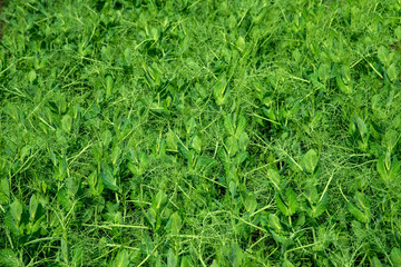 Fresh pea plants in an early spring garden