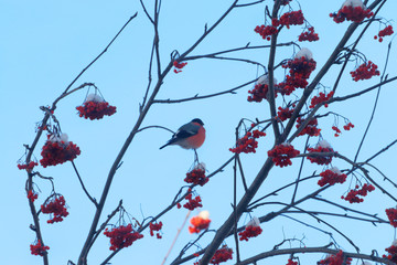 Red bullfinch sits on tree branch and eats rowanberry in winter sunny day