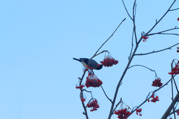 Red bullfinch sits on tree branch and eats in winter sunny day