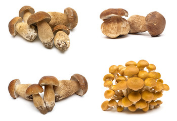 Fresh forest mushrooms on a white background.