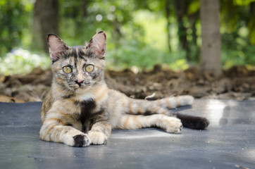 Obraz premium little kitten,cat in morning