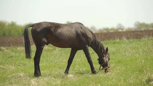 The Horse Is Passed to the Meadow Bay horse grazing in the pasture. Bay is hair coat color of horses, characterized by reddish-brown body color with black mane, tail, ear edges, and lower legs.