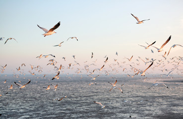 Seagulls flying in the sky at sunset.
