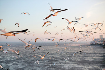 Seagulls flying in the sky at sunset.