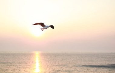 Fototapeta na wymiar A seagull flying in sunlight.