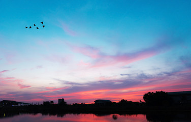 beautiful sky and sunset with flying bird,sunset background