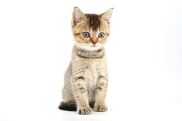 Obraz premium Little cute kitten striped on a white background