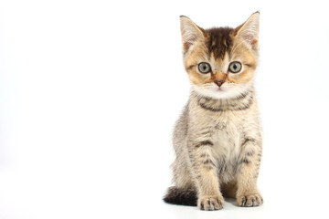 Little cute kitten striped on a white background