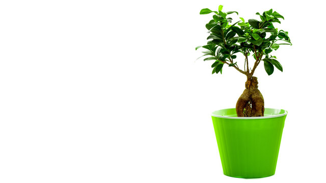 bonsai tree in pot isolated on white