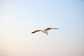One seagull flying in the sky.
