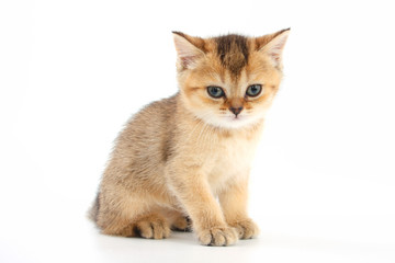 Little cute kitten striped on a white background