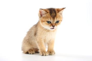 Obraz premium Little cute kitten striped on a white background