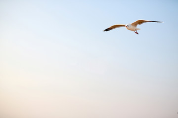 Fototapeta na wymiar One seagull flying in the sky.