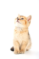 Little cute kitten striped on a white background