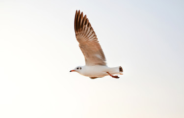 A seagull flying in the sky.