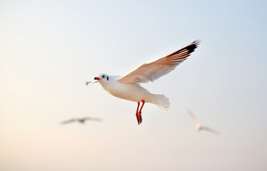 Fototapeta na wymiar A seagull flying in sunlight.