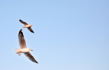 A seagull flying in the clear sky.