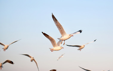 A seagull flying in the clear sky.
