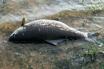 Dead big freshwater fish aground on the river.