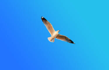 A seagull flying in the blue sky.