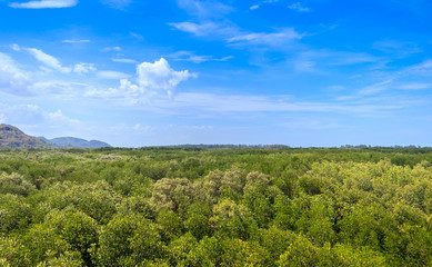 view of mangrove forest from above