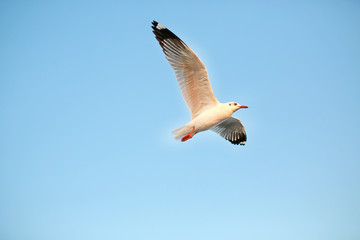flying seagulls in the sky.