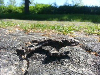 Mummy of Amphibian - Dried, dead Frog on the Street