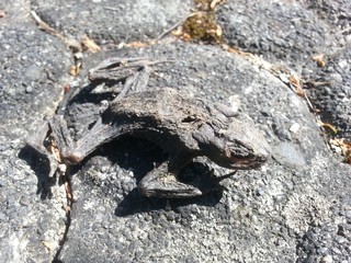 Mummy of Amphibian - Dried, dead Frog on the Street